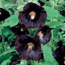 Organic Hollyhock Flower Seeds for Planting for planting in home garden